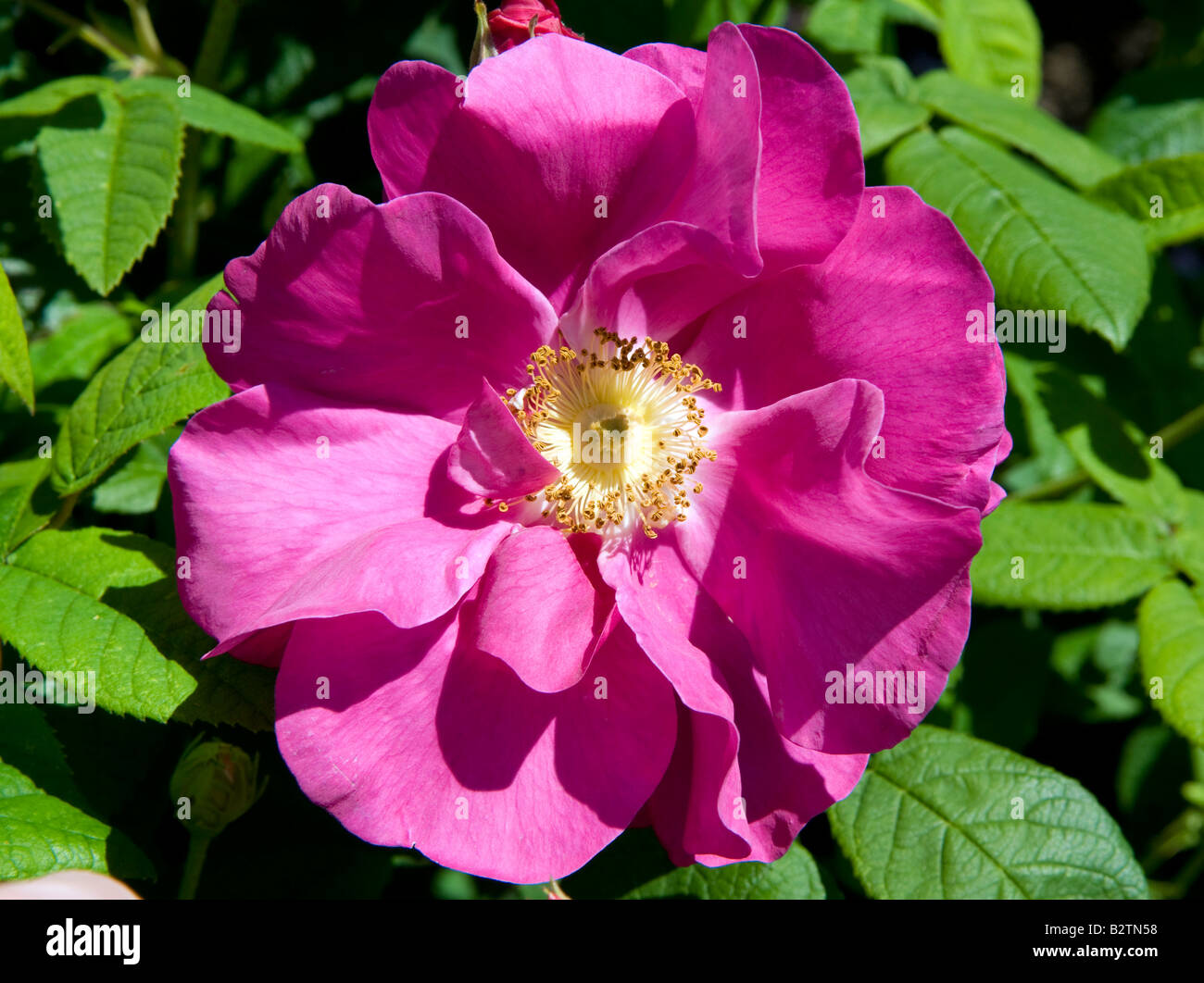 Rosa gallica var. officinalis `Red Rose of Lancaster` Stock Photo